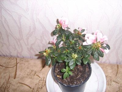 Лот: 1037201. Фото: 1. азалия. Горшечные растения и комнатные цветы