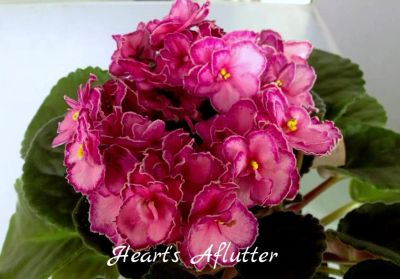 Лот: 5209554. Фото: 1. Фиалка сортовая Hearts Aflutter... Горшечные растения и комнатные цветы