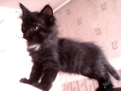 Лот: 1054493. Фото: 1. ***чёрная пушистая кошечка***. Остальные животные
