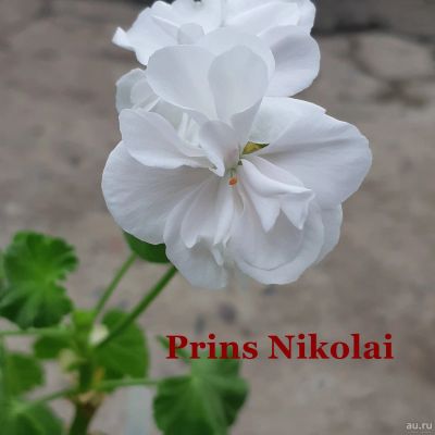Лот: 18041576. Фото: 1. Пеларгония Принц Николай. Горшечные растения и комнатные цветы
