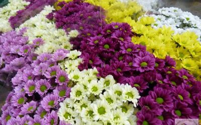 Лот: 7279674. Фото: 1. Внимание Акция!! Хризантема кустовая... Свежие цветы