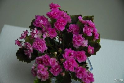 Лот: 9757542. Фото: 1. Сортовая фиалка Optimara little... Горшечные растения и комнатные цветы