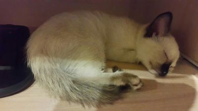Лот: 6804861. Фото: 1. Кошечка. Кошки, котята