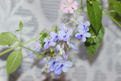 Лот: 7691217. Фото: 1. Клеродендрум угандийский (голубые... Горшечные растения и комнатные цветы