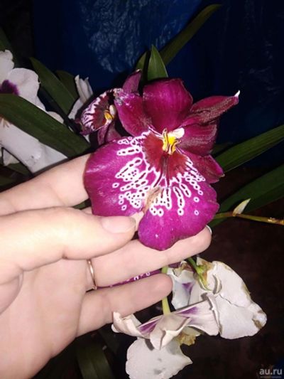 Лот: 16457532. Фото: 1. Продам орхидею Miltoniopsis Herra... Горшечные растения и комнатные цветы