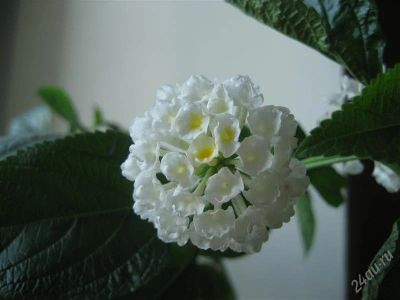Лот: 4042544. Фото: 1. Лантана белая. Горшечные растения и комнатные цветы