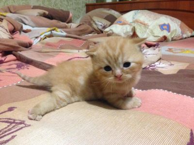 Лот: 7355935. Фото: 1. Котята Шотанский. Кошки, котята