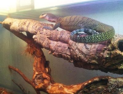Лот: 1490630. Фото: 1. Варан розовоголовый (Varanus jobiensis... Остальные животные