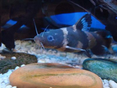 Лот: 710784. Фото: 1. Сом Касатка(Leiocassis siamensis... Рыбки