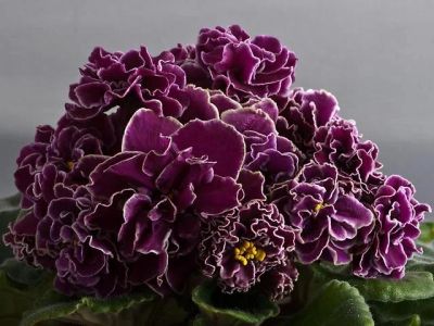 Лот: 5459339. Фото: 1. Продам детку сортовой фиалки ЕК-Магия... Горшечные растения и комнатные цветы