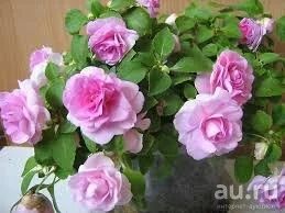 Лот: 9611725. Фото: 1. Бальзамин Lavender Orchid, молодое... Горшечные растения и комнатные цветы