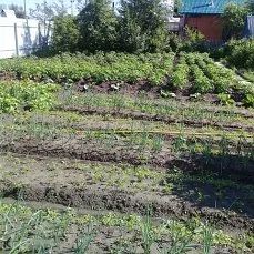 Лот: 11359533. Фото: 1. Продам зем.участок ИЖС под матер... Земельные участки