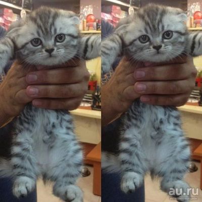 Лот: 8657785. Фото: 1. Шотландские котята вислоухие вискас... Кошки, котята