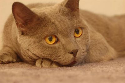 Лот: 3860472. Фото: 1. Британец. Кошки, котята