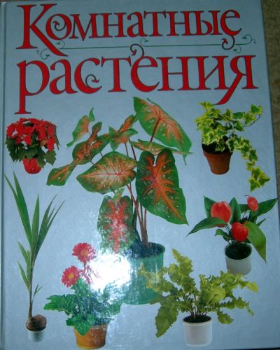 Лот: 3535281. Фото: 1. Комнатные растения. Домашние животные