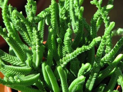 Лот: 9886683. Фото: 1. Крассула ложноплауновидная (Crassula... Горшечные растения и комнатные цветы