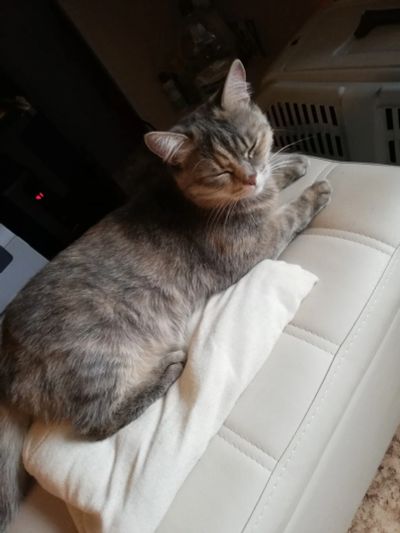 Лот: 12236399. Фото: 1. Отдадим кошечку в хорошие руки. Кошки, котята