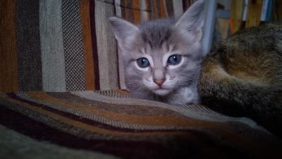 Лот: 10006187. Фото: 1. Котенок (кот) потомок степной... Кошки, котята