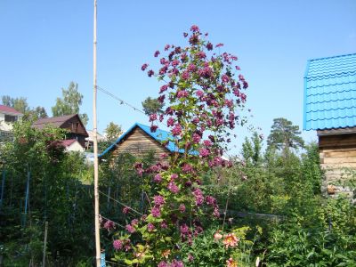 Лот: 15890441. Фото: 1. клематис Пурпуреа Плена Элеганс. Садовые цветы