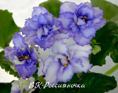 Лот: 8405268. Фото: 1. Фиалка сортовая ЕК-Россияночка... Горшечные растения и комнатные цветы