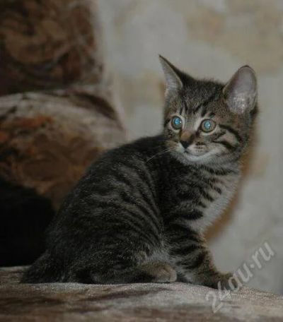 Лот: 375708. Фото: 1. Курильский бобтейл, 2 мес. Остальные животные