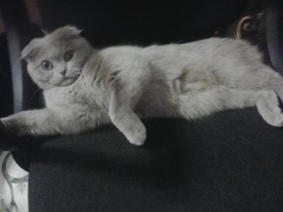 Лот: 3643294. Фото: 1. Кошка Шотландская вислоухая. Кошки, котята