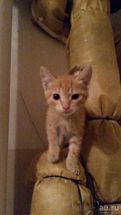 Лот: 8793902. Фото: 1. Котятам нужен дом. Кошки, котята
