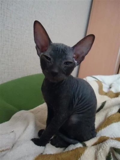 Лот: 1357387. Фото: 1. котенок донскго сфинкса. Кошки, котята
