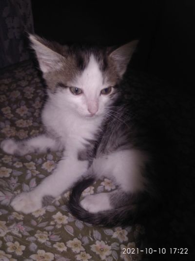 Лот: 18107622. Фото: 1. Котенок. Кошки, котята