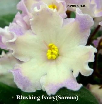 Лот: 3825046. Фото: 1. Blushing Ivory фиалка. Горшечные растения и комнатные цветы