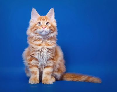 Лот: 5016033. Фото: 1. Кот породы мейн-кун красный мрамор. Кошки, котята