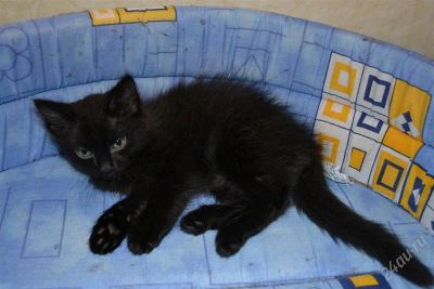 Лот: 1713547. Фото: 1. Отдам в хорошие руки котенка... Кошки, котята