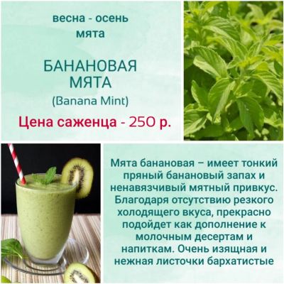 Лот: 17519726. Фото: 1. Мята. Сорт банановая. Саженец. Пряные, лекарственные растения и зелень