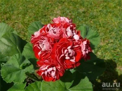 Лот: 13703559. Фото: 1. Зональная пеларгония "Cook`s Scarlet... Горшечные растения и комнатные цветы