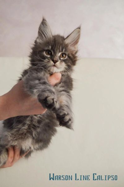 Лот: 9008909. Фото: 1. Мейн-кун голубой мрамор. Кошечка. Кошки, котята