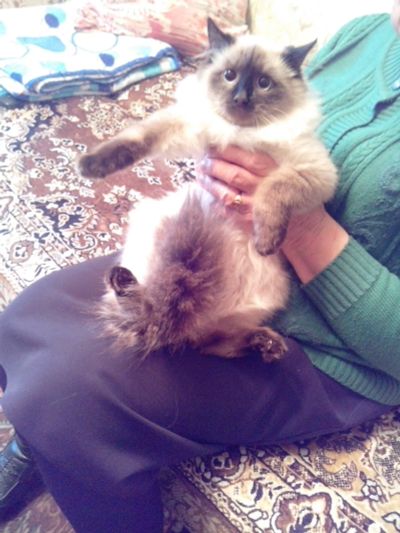 Лот: 12699330. Фото: 1. Котёнок, помесь бирманской породы... Кошки, котята