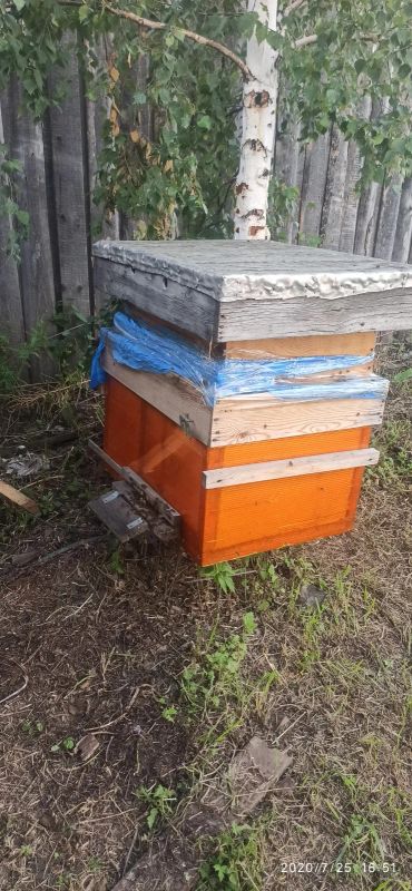 Лот: 16313286. Фото: 1. Пчелосемьи с ульями и медом (около... Пчеловодство