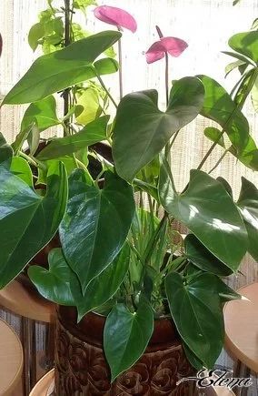 Лот: 8360279. Фото: 1. Антуриум Ковалли (Anthurium andreanum... Горшечные растения и комнатные цветы
