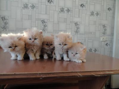 Лот: 3392231. Фото: 1. Персидские котята. Кошки, котята