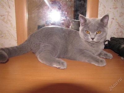 Лот: 1708994. Фото: 1. Голубая британочка. Кошки, котята
