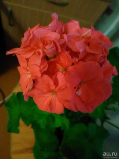 Лот: 9821849. Фото: 1. пеларгония- герань взрослая цветущая. Горшечные растения и комнатные цветы