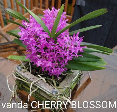 Лот: 19842459. Фото: 1. Мини Ванда Cherry Blossom. Горшечные растения и комнатные цветы