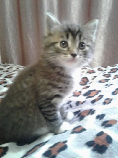 Лот: 11239687. Фото: 1. Бобтейл. Кошки, котята