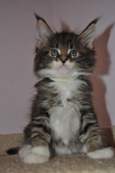 Лот: 9728377. Фото: 1. Котята мейн-кун мальчики и девочки... Кошки, котята