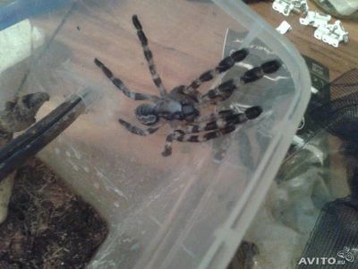 Лот: 3911320. Фото: 1. ПАУК Poecilotheria regalis. Остальные животные