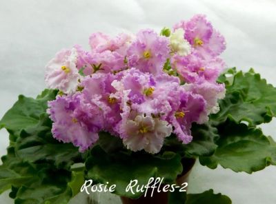 Лот: 5209409. Фото: 1. Фиалка сортовая Rosie Ruffles-2... Горшечные растения и комнатные цветы