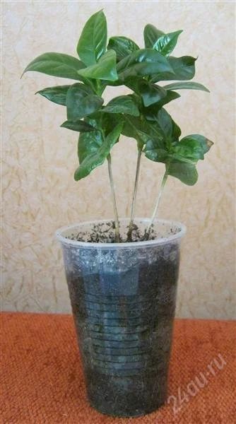 Лот: 2454736. Фото: 1. кофе 3. Горшечные растения и комнатные цветы