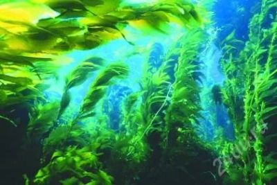 Лот: 2346885. Фото: 1. Подушка "Морские водоросли" Уникальный... Одеяла, подушки