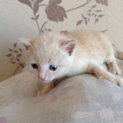 Лот: 11606545. Фото: 1. Котёнок дл хороших хозяев. Кошки, котята