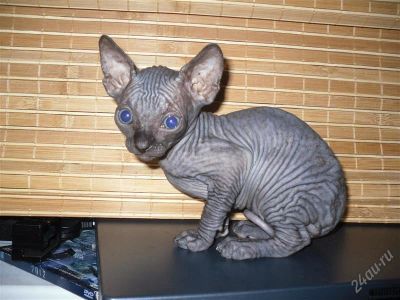 Лот: 1059926. Фото: 1. Сфинксы!! Даром!. Остальные животные